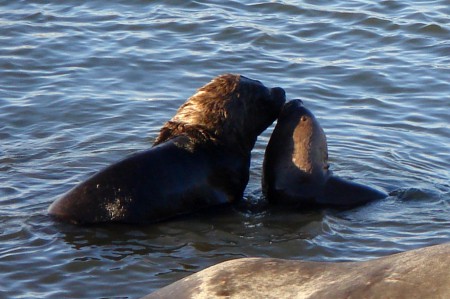 LOBO DE MAR COMUN: Es posible encontrarlo a lo largo de toda la costa del pais, es el mas conocido y grande en Chile. Se alimentan de peces, camarones etc.